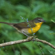 What a yellow-breasted chat usually looks like.